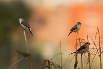 Indian Silverbill perched on crops at Buri farm, bahrain