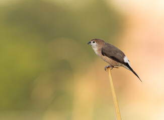 Portrait of a Indian Silverbill perched on a wooden log at Buri farm, bahrain