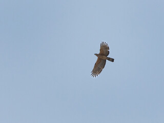 Fototapeta premium Honey Buzzard in flight at Jasra, Bahrain