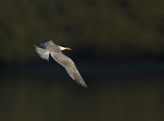 Lesser Crested Tern flying at Tubli, Bahrain