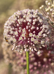 A honey bee on onion flower in a farm house on Bahrain