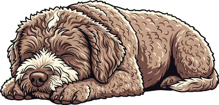 Lagotto Romagnolo dog lying down cute sleeping pose
