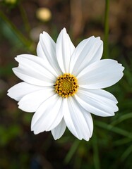 Close-up of white flower