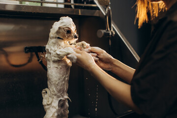 Dog receiving a wash in professional pet grooming salon