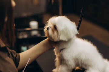 Dog stylist grooming maltese puppy in pet salon