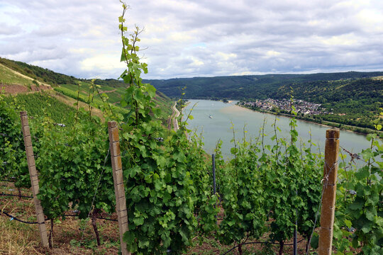 Aussicht auf den Rhein und die Weinberge am Bopparder Hamm und Oberspai (rechts) bei Boppard und den Flu&szlig; Rhein im Mittelrheintal. Aussicht vom Premium-Wanderweg Traumpfad Rheingoldbogen bei Spay. 