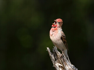 Common Rosefinch