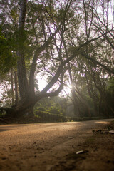 Naklejka premium morning in the forest