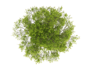 Generate me an arial top down view of a full trimmed single green weeping Japanese maple centered on a white background realistic for landscape design