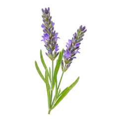 Naklejka premium A detailed closeup of two lavender sprigs against a black background