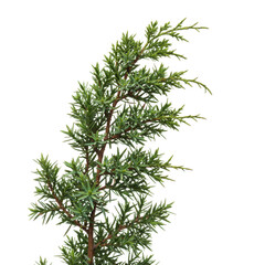 Detailed closeup of juniperus chinensis branch showing scaly needle like foliage against a black background