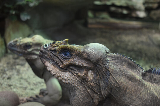 Iguane rhinoc&eacute;ros (Cyclura cornut) &eacute;voluant en captivit&eacute; dans un parc zoologique.