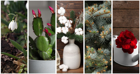 Winter bouquet in vase and plants combined into collage