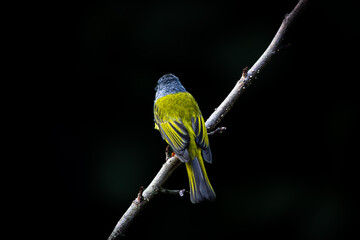 blue tit perched on a branch © Byron
