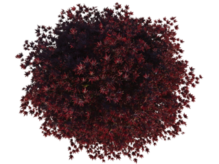 Generate me an arial top down view of a single dark red Japanese maple on a white background realistic for landscape design