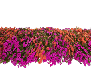 side profile of a tight grouping of petuna flower ground covering centered on a white background realistic