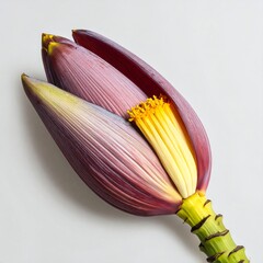Close-up of a vibrant banana flower against a plain white background