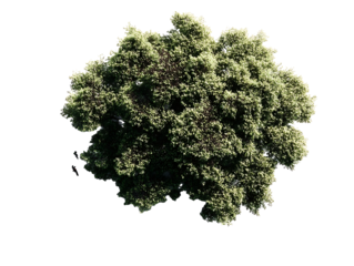 Generate me a top down and side profile of a Japanese Maple on white background with space between for a landscape plan