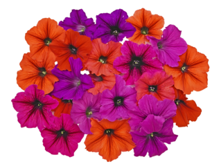 Top down view of a large full grouping of orange purple pink petunia flowers centered on page on white background photo realistic