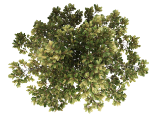 Top down view of a large full magnolia tree centered on page on white background realistic for a landscape design