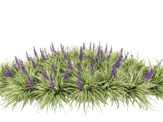 Generate me a side profile of a cluster of variegated Liriope plants with purple flowers centered on page with a white background realistic for a landscape