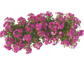 side profile of a full grouping of pink drift roses centered on a white background realistic