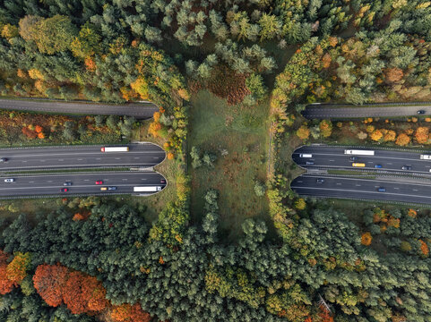 Aerial view of a vegetated ecoduct over a multi-lane highway flanked by dense forest in full autumn colors, Hoenderloo, Gelderland, Netherlands.