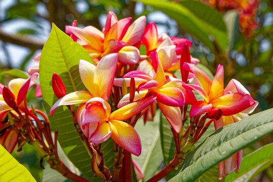 Rote Frangipani
