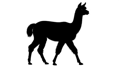 Black silhouette of a llama walking on a white background