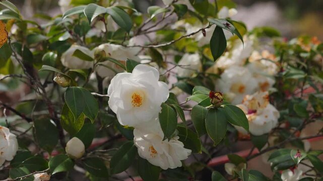 white Camellia Japonica alba Plena. 