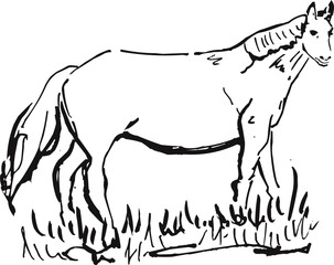 Graceful Standing Horse Animal Hand Drawn Outline Sketch