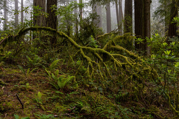 Moss covered tree in Redwood National Park