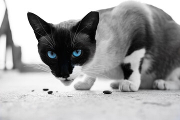 Stray Cat With Blue Eyes on Street in Tenerife, Canary Islands
