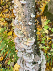 A tree trunk covered with white bracket fungi surrounded by yellow autumn leaves, ideal for forest ecology studies, natural decay process visuals, and autumn woodland photography.