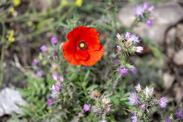 Obraz premium Vibrant red poppy among purple wildflowers