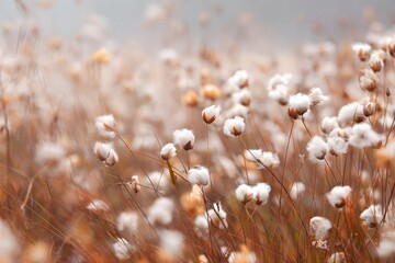 Cotton flowers grow in a field during early morning light in a rural location