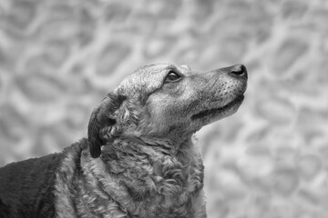 Profile portrait dog B&W