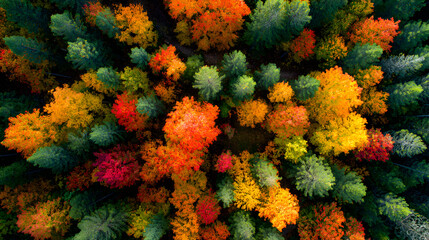 Aerial view of autumn forest