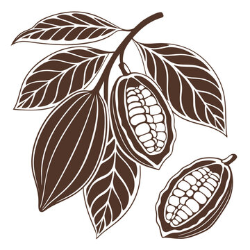 Vector illustration brown illustration of cocoa pods and leaves on a branch