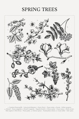 Spring trees poster. Flowering branches hand drawn vector illustration. Botanical print design in sketch style. NOT AI generated