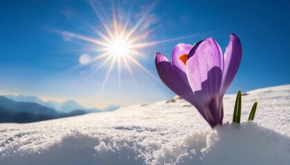 A Single Purple Crocus Flower Blooming In The Snow With The Sun Shining In The Background Sky Above It