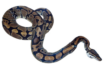 Reticulated python snake isolated on white