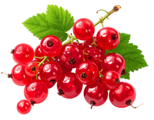 Ripe red currants clustered on a stem with vibrant green leaves