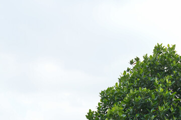 Obraz premium Vibrant green tree canopy set against a bright, clear white sky, creating negative space for design or text overlay. Focus on nature, growth, freshness, and high-key backgrounds.