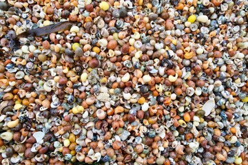 Colorful seashell background &mdash; full‑frame beach texture