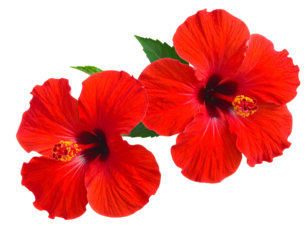 Two vibrant red tropical flowers bloom against a black background