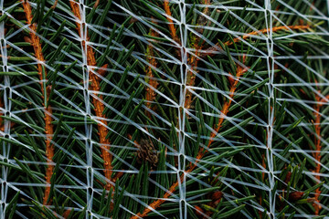 Evergreen Norway spruce Christmas tree branches background