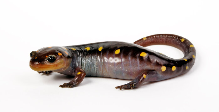 Flecken-Querzahnmolch // Yellow-spotted salamander, Spotted salamander (Ambystoma maculatum) 