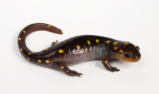 Flecken-Querzahnmolch // Yellow-spotted salamander, Spotted salamander (Ambystoma maculatum) 