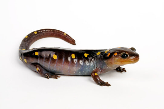 Yellow-spotted salamander, Spotted salamander // Flecken-Querzahnmolch (Ambystoma maculatum) 